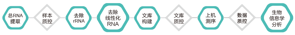 环状RNA（circRNA）测序-技术路线-K8凯发国际基因