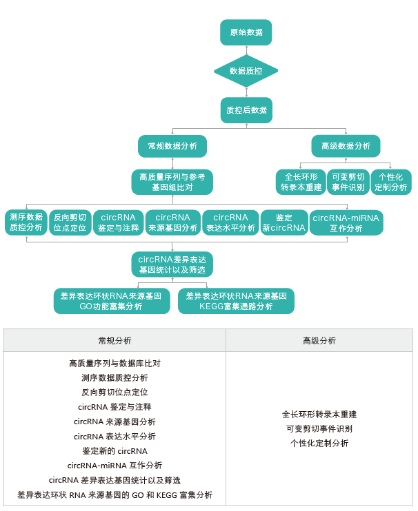 环状RNA（circRNA）测序-生信分析流程-K8凯发国际基因